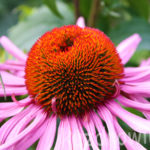 Jeżówka kwiat dermesa