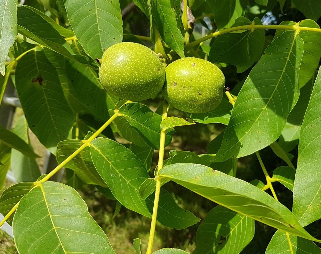 Liście zielonego orzecha włoskiego