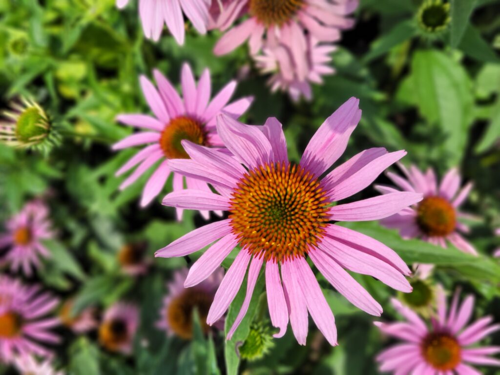 Jeżówka kwiat Dermesa- uprawa własna Jeżówka kwiat Dermesa- uprawa własna